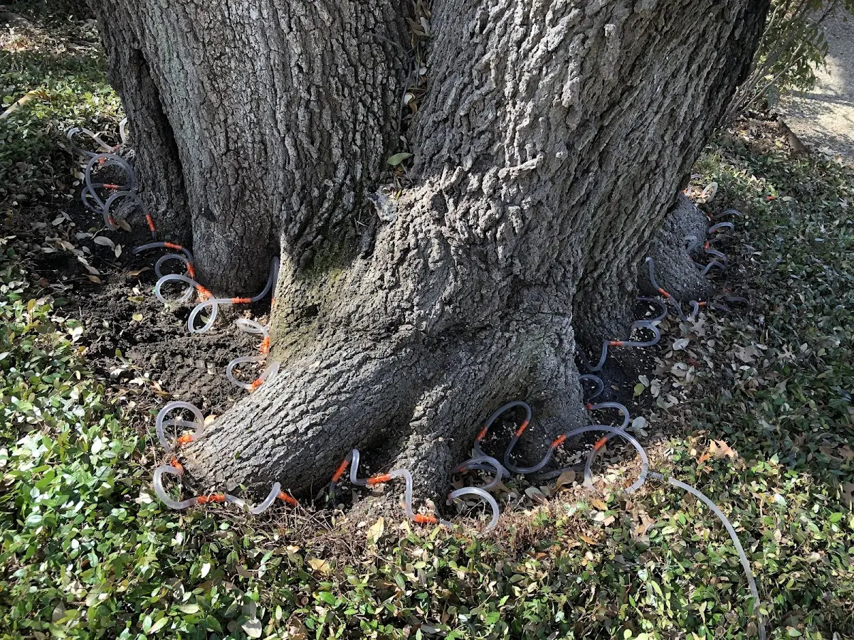 Detailed Tree Cabling and Bracing job site in Selmer