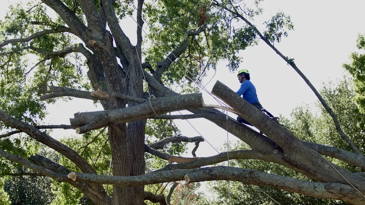Professional Hazardous Tree Removal performed by certified arborists in Selmer