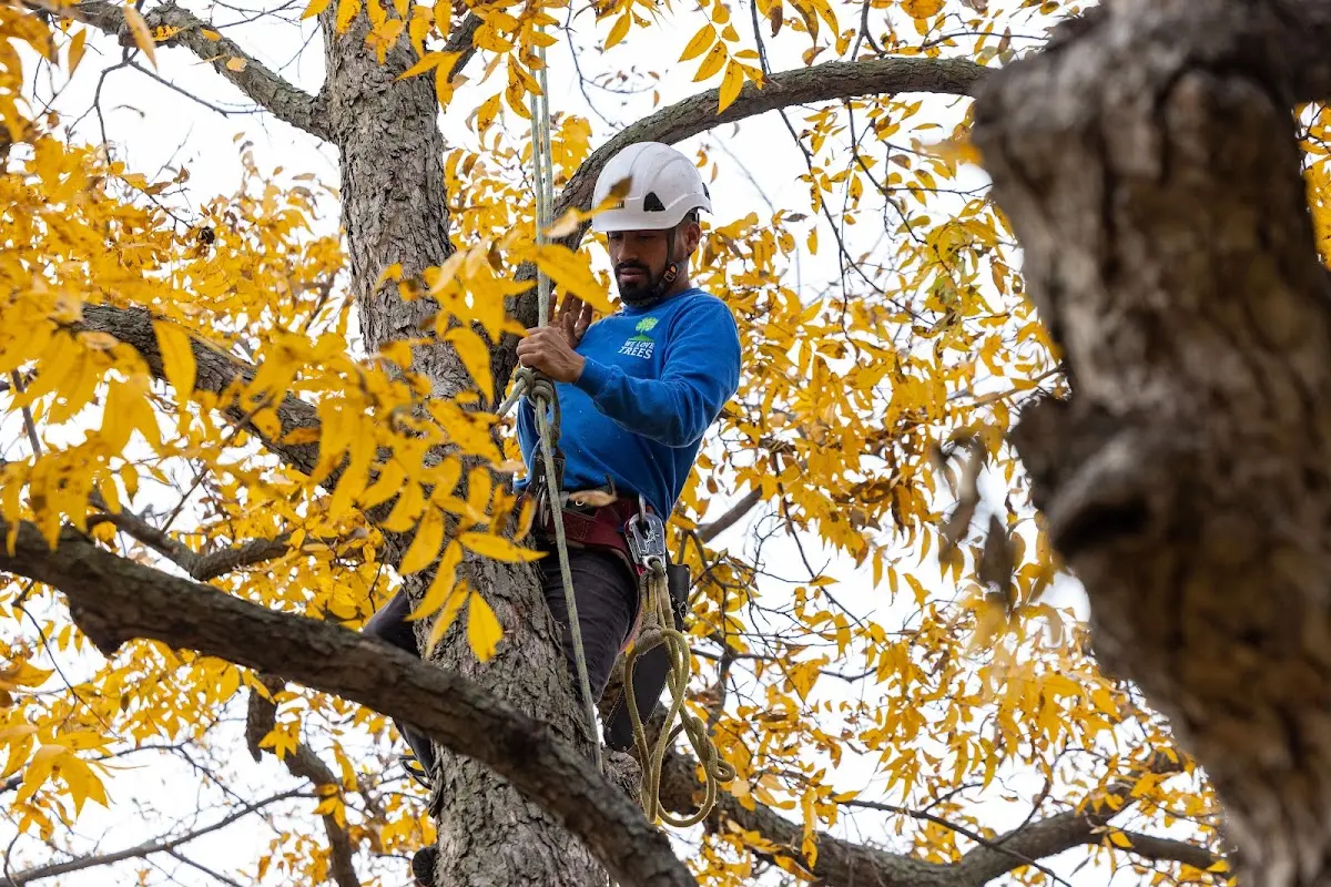 Skilled Tree Trimming crew working in Selmer